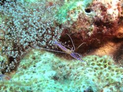 Peterson cleaner, Bonaire by Mike Bisnett 